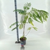 Albizia julibrissin