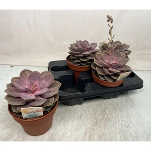 ECHEV PERLE VON NURN