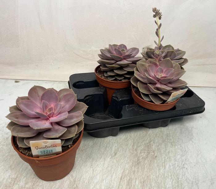 <h4>ECHEV PERLE VON NURN</h4>