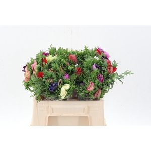 Anem Levante Gemengd