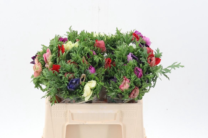 <h4>Anem Levante Gemengd</h4>