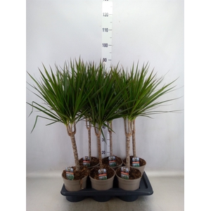 Dracaena marg.