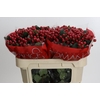 Hypericum True Romance