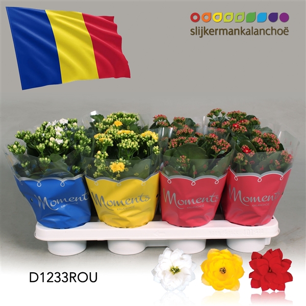 <h4>Kalanchoe Moments - Romania flag</h4>
