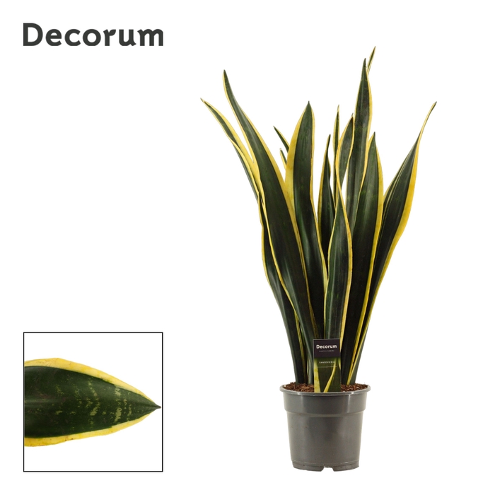 <h4>Sansevieria Black Gold 17 cm (Decorum)</h4>