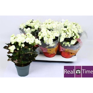 .Begonia du joy white