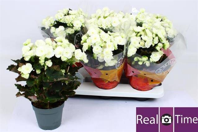<h4>.Begonia du joy white</h4>