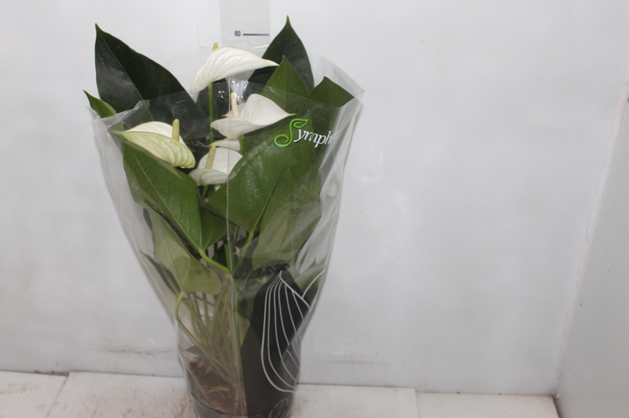 <h4>ANTHURIUM WHITE WINNER P17</h4>