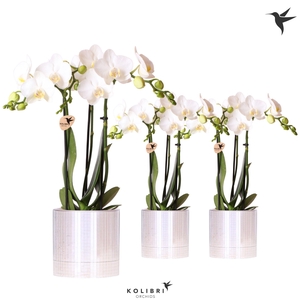 Kolibri Orchids Phalaenopsis white 3 spike in Disco pot