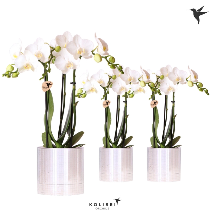 <h4>Kolibri Orchids Phalaenopsis white 3 spike in Disco pot</h4>