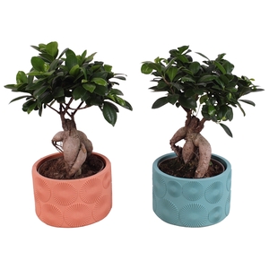 Ficus m. Ginseng Ball Shape Ø15cm in Ø17cm Ceramic EV464