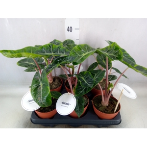 Alocasia   ...
