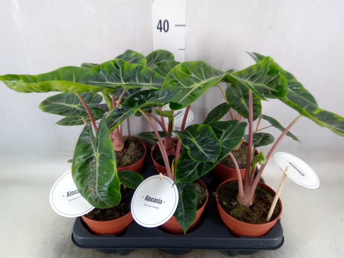 <h4>Alocasia   ...</h4>