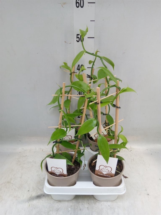 <h4>Orchideeen   ...</h4>