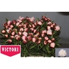 Paeo L Gardenia