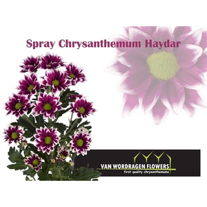 CHR T HAYDAR
