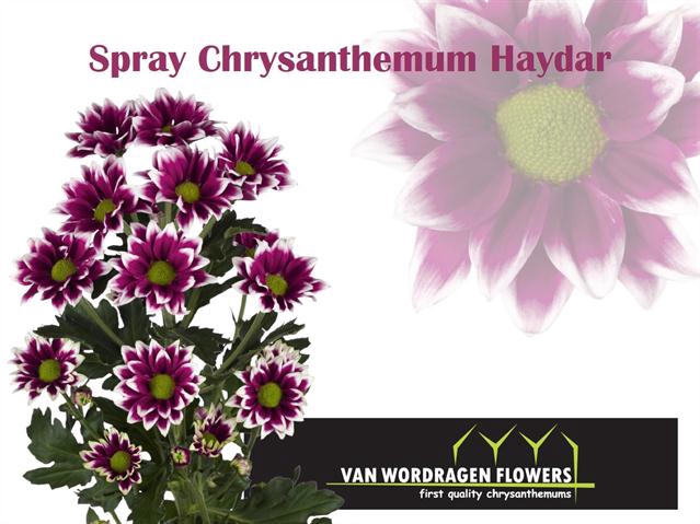 CHR T HAYDAR