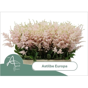 Astilbe europa