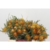 Banksia Dryandra
