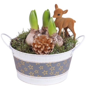 Christmas Arr. Hyacint Zinc Pot Round Star Design Ø17cm 3PP