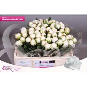 Paeonia Madame Claude Tain