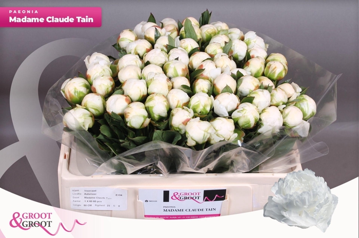 <h4>Paeonia Madame Claude Tain</h4>