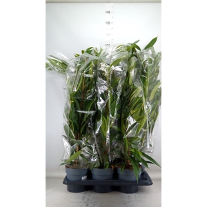 Ficus binn. 'Amstel King'