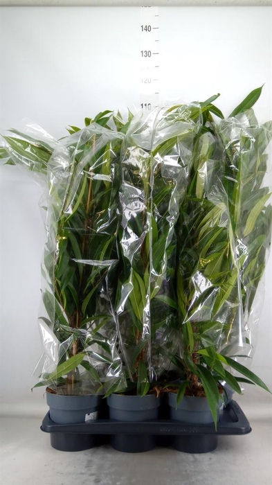 <h4>Ficus binn. 'Amstel King'</h4>