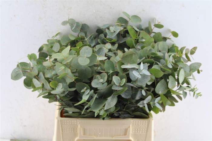 <h4>EUCA CINEREA</h4>