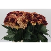 Dahlia Creme de Cognac