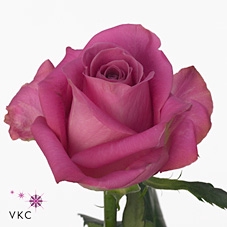 <h4>Rosa gr Soulmate!</h4>