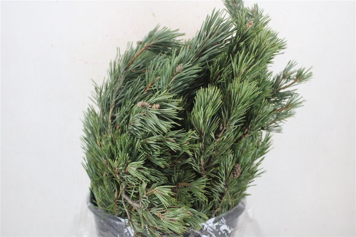 <h4>Pinus Mugo P Bunch</h4>