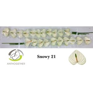 Anthurium Snowy