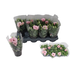 EUST JULIETTA PINK