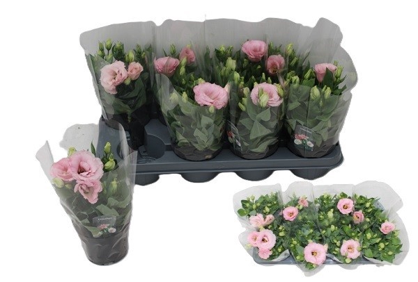 <h4>EUST JULIETTA PINK</h4>
