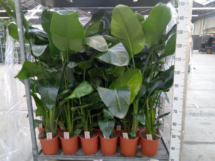 <h4>Strelitzia nicolai</h4>