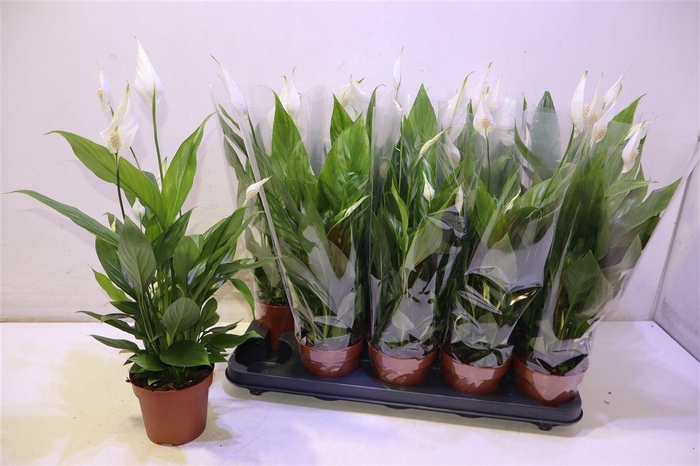 <h4>Spath Alana</h4>