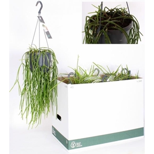 RHIPSALIS OV