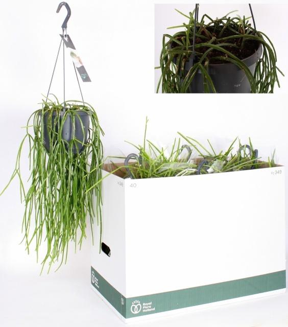 <h4>RHIPSALIS OV</h4>