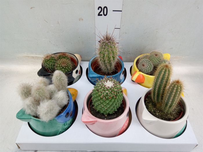 <h4>Cactus   ...</h4>