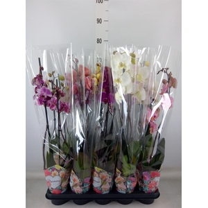 Phalaenopsis   ...