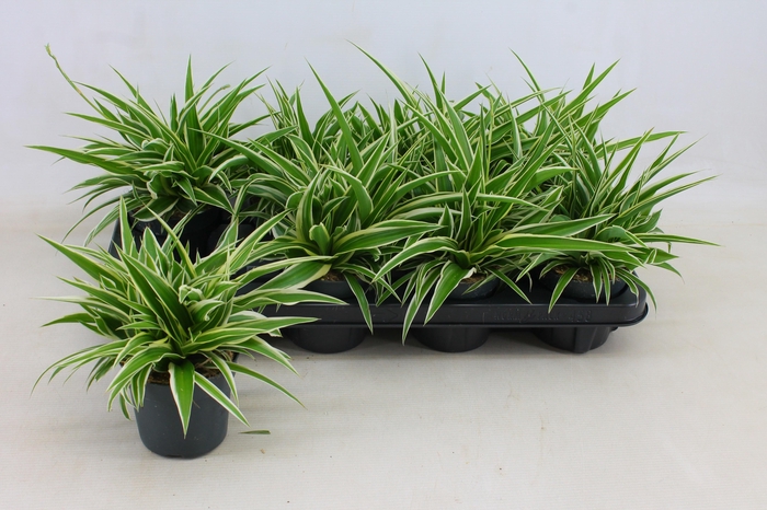 <h4>CHLOR COM OCEAN</h4>