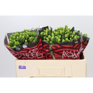 Hypericum Lucky Romance