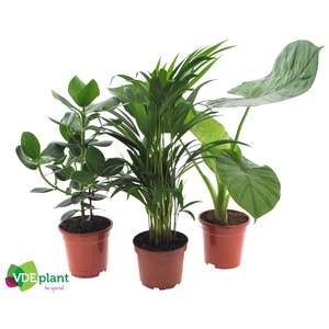 Intenz mix 17cm