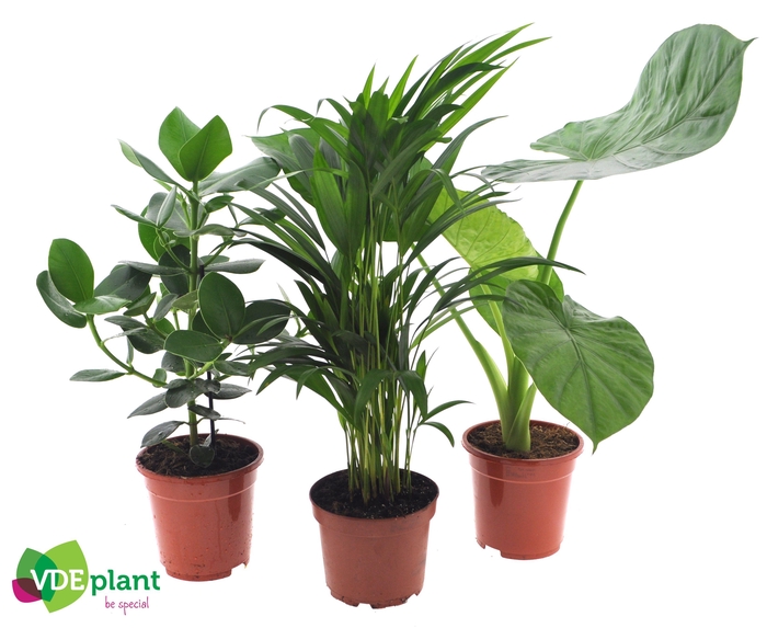 <h4>Intenz mix 17cm</h4>