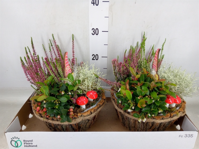 <h4>Arr.   Tuinplanten L%</h4>