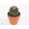 Stenocactus phyllacanthus