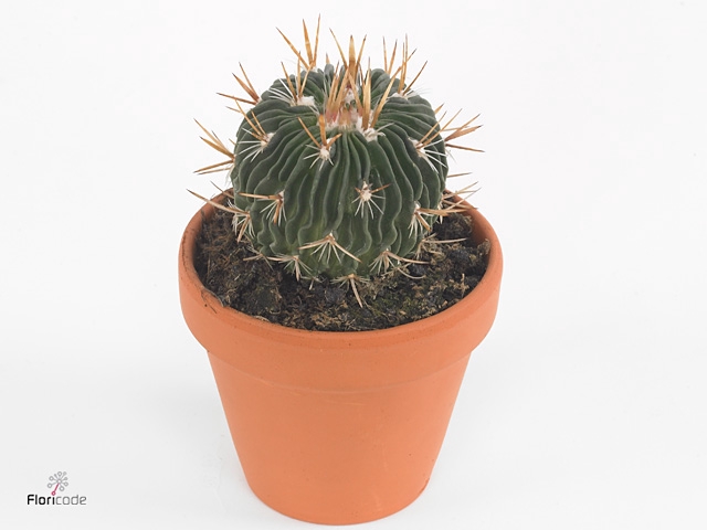 Stenocactus phyllacanthus