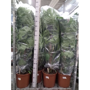 Monstera delic.