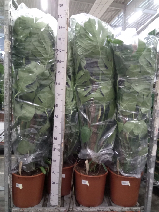 <h4>Monstera delic.</h4>